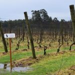 Uruguai: Um dia nas vinícolas perto de Montevidéu