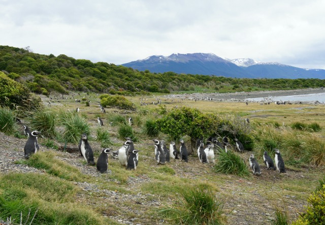 Ushuaia: Isla Martillo, a residência oficial dos Pinguins na Patagônia