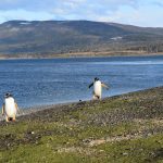 Ushuaia: Caminhada com Pinguins na Isla Martillo durante o Inverno