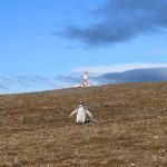Punta Arenas: Passeio de barco para ver Pinguins nas Ilhas Magdalena e Marta