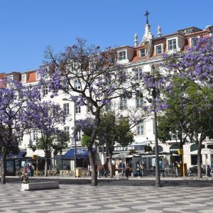 Portugal: Os Jacarandás de Lisboa